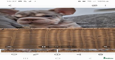 French Bulldog dogs - Advert 7