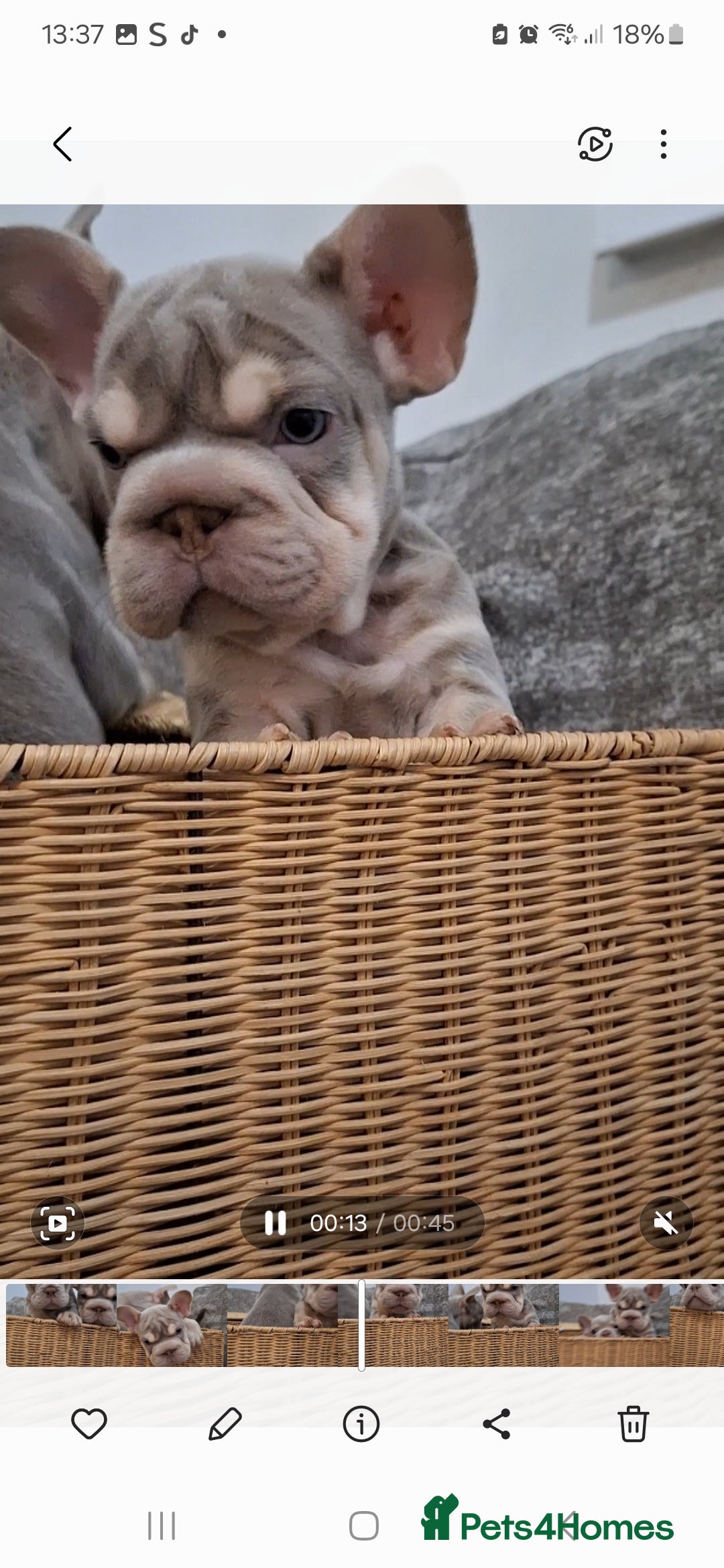 French Bulldog dogs for sale: Stunning pups - Image 2