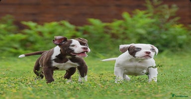 Olde English Bulldogge dogs - Advert 13