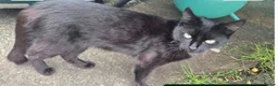 Mixed Breed cats for sale: One male and female siblings cat  - Advert 6