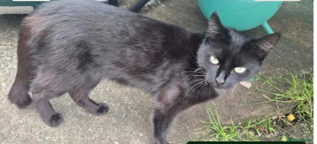 Mixed Breed cats for sale: One male and female siblings cat  - Advert 6