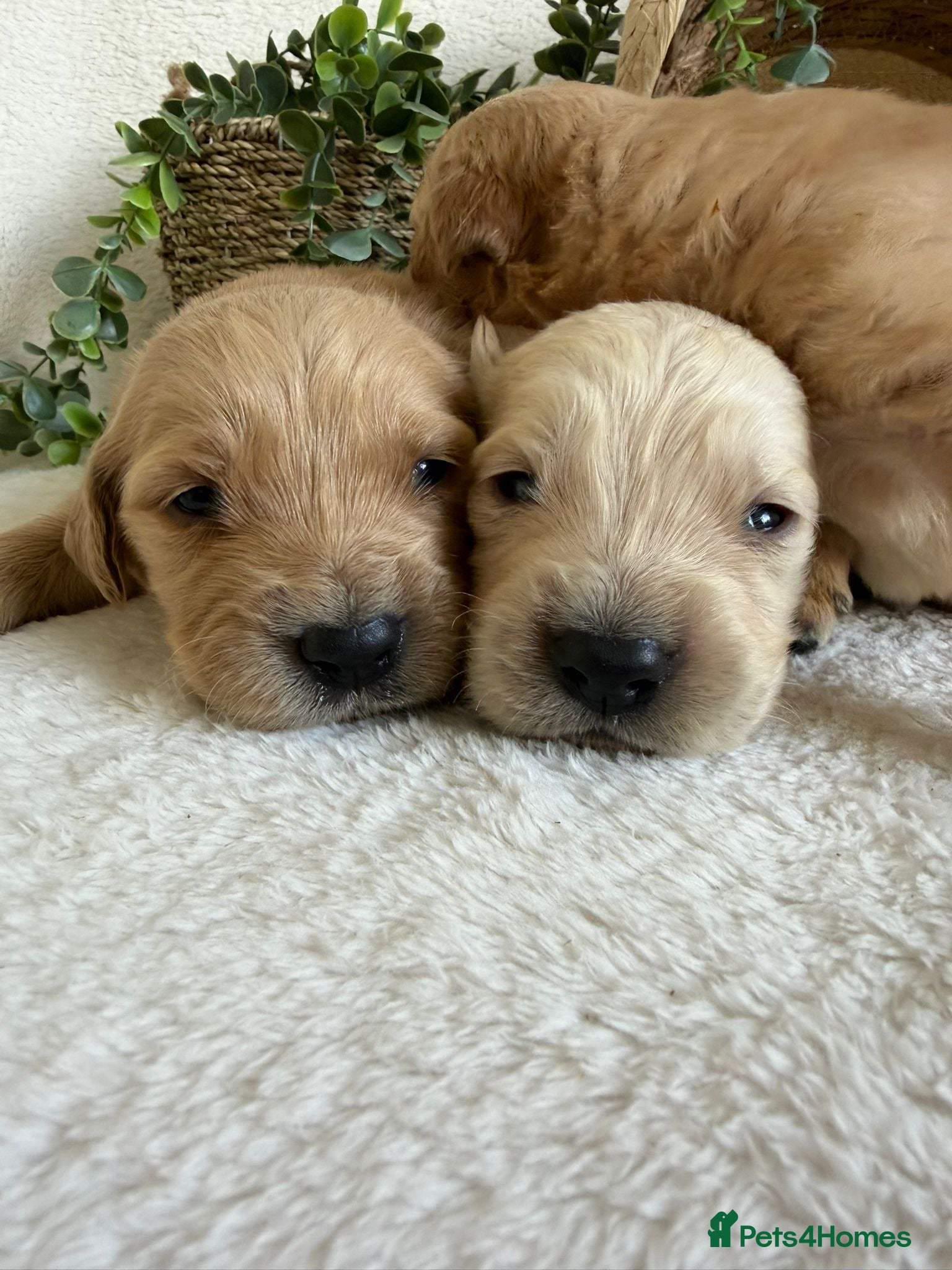 Golden Retriever dogs EXTENSIVELY DNA TESTED GOLDEN RETRIEVERS - Advert 1