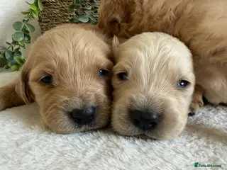 Golden Retriever dogs for sale: EXTENSIVELY DNA TESTED GOLDEN RETRIEVERS - Advert 2