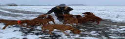 Hungarian Vizsla dogs for stud: Proven Hungarian Vizsla Stud Kronstaar Escobar - Advert 8