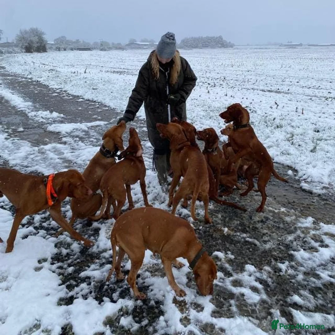 Hungarian Vizsla dogs for stud: Proven Hungarian Vizsla Stud Kronstaar Escobar - Advert 8