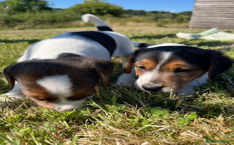 Mixed Breed dogs - Advert 1