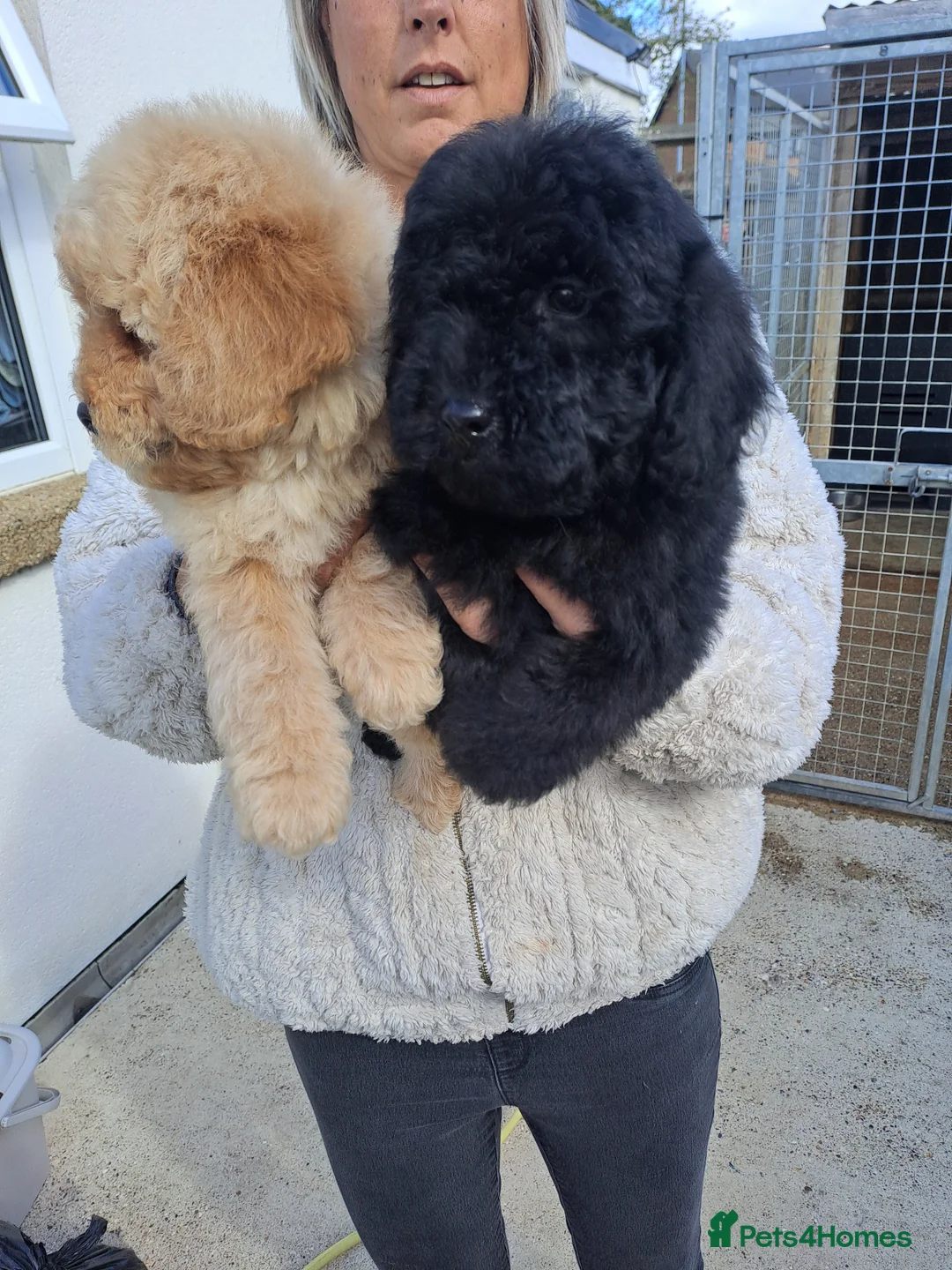 Miniature Poodle dogs for sale: Kc Registered Miniture Poodle  - Advert 2