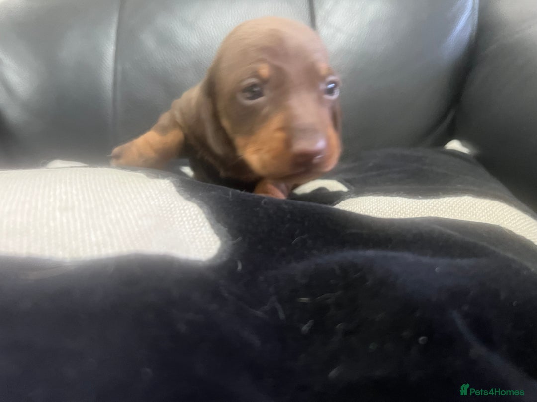 Miniature Dachshund dogs for sale: Champion line miniature Dachshunds KCREG PRACLEAR  - Image 20