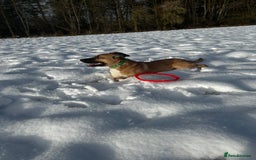 Mixed Breed dogs for sale: Manel - Image 2