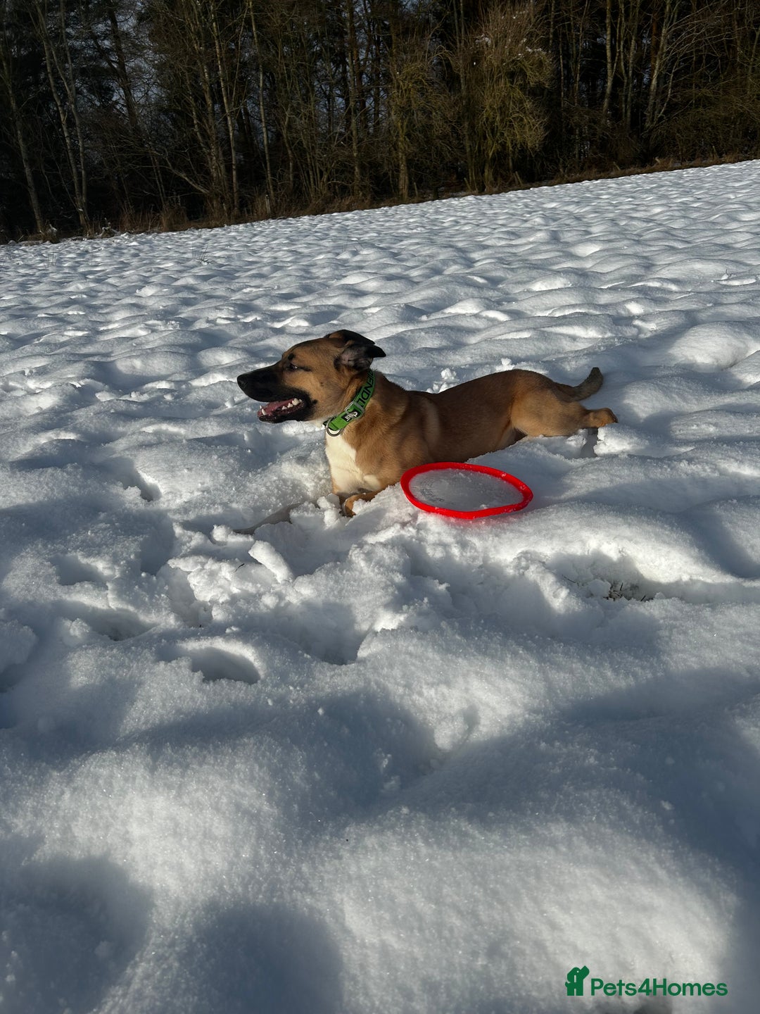 Mixed Breed dogs for sale: Manel - Image 2