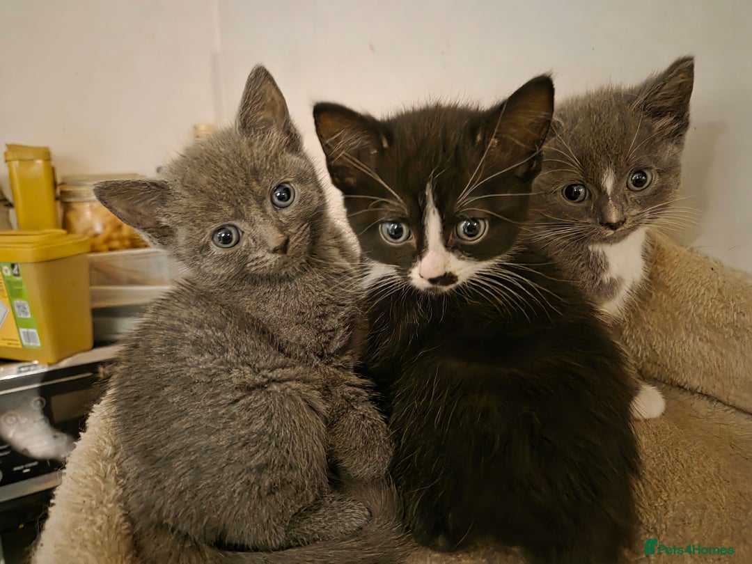 Mixed Breed cats for sale:  **  Beautiful  **  Kittens  **  - Advert 20
