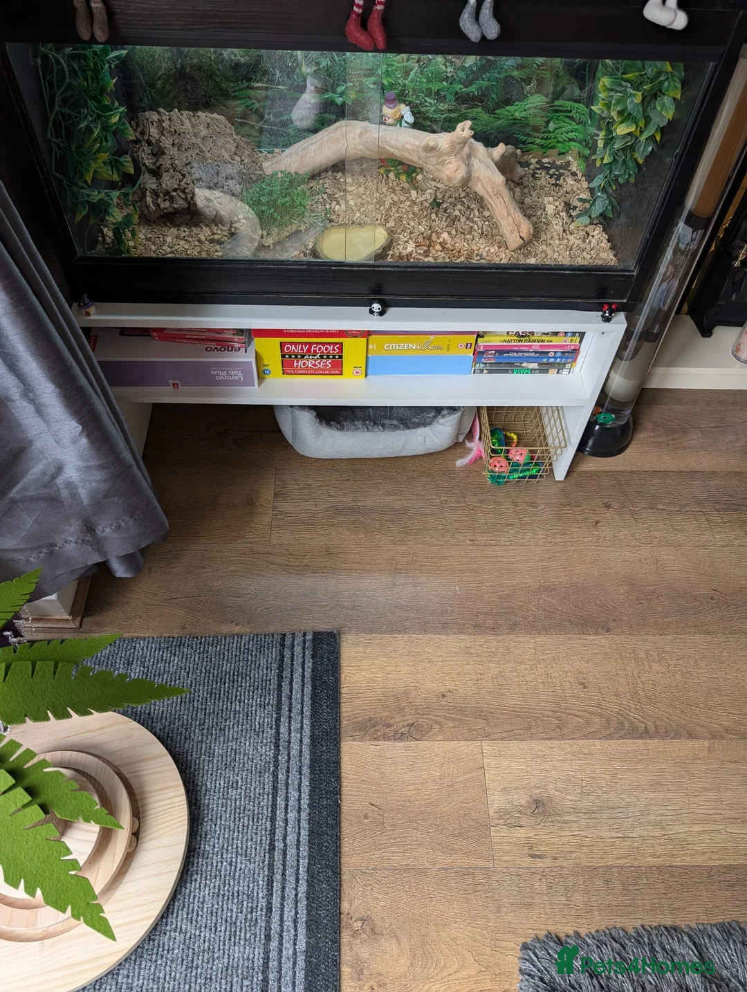 Tortoise reptiles for sale: Tortoise - Advert 2