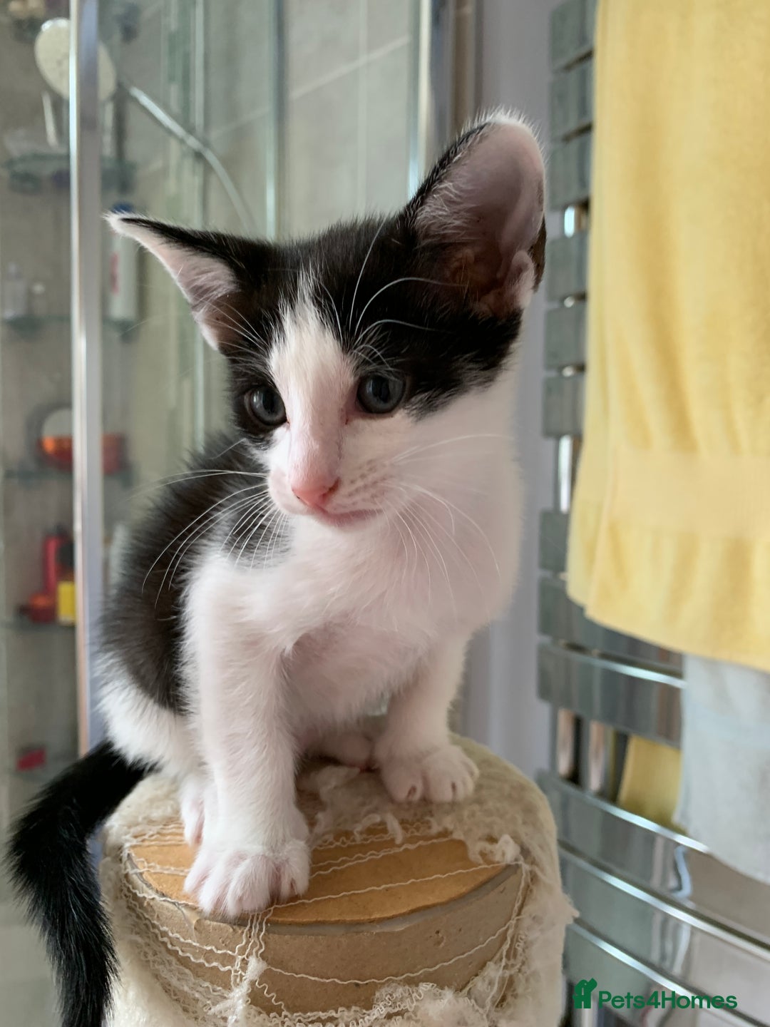 Siamese cats for sale: 2 half Siamese kittens  - Image 15