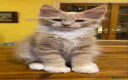 Maine Coon cats for sale: Beautiful Maine Coon Kitten - Champion Lines - Image 4