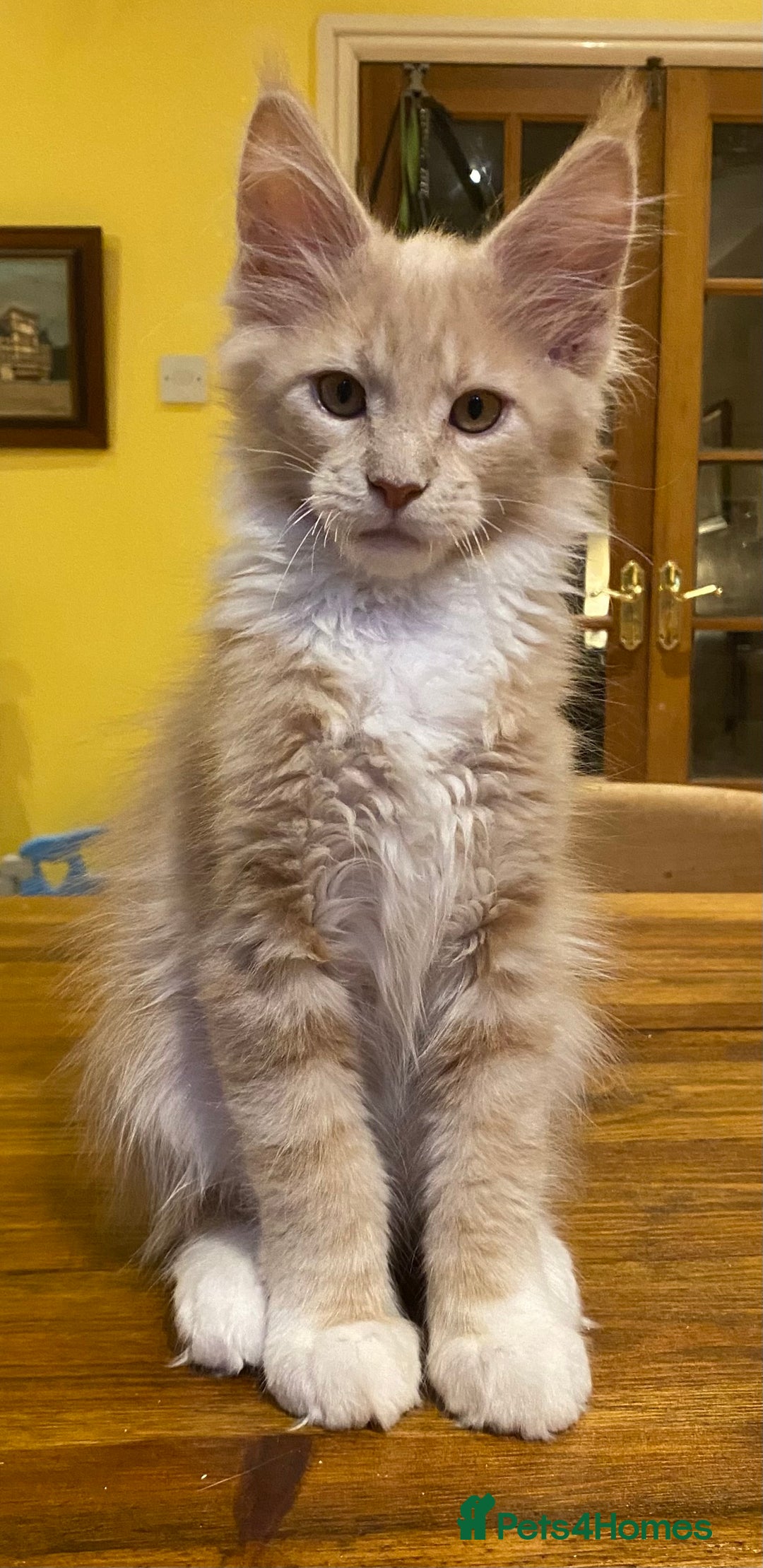 Maine Coon cats for sale: Beautiful Maine Coon Kitten - Champion Lines - Image 4