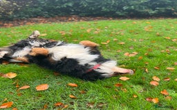 Bernese Mountain Dog dogs for stud: Bernese mountain STUD - Image 6