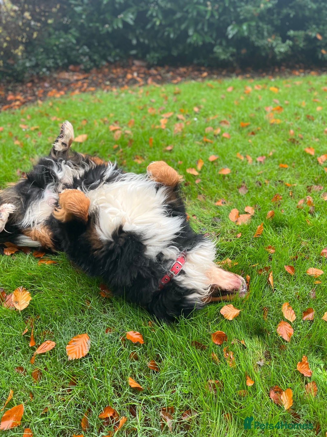 Bernese Mountain Dog dogs for stud: Bernese mountain STUD - Image 6