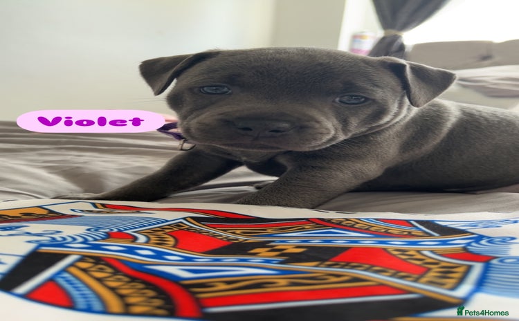 Staffordshire Bull Terrier dogs - Advert 1