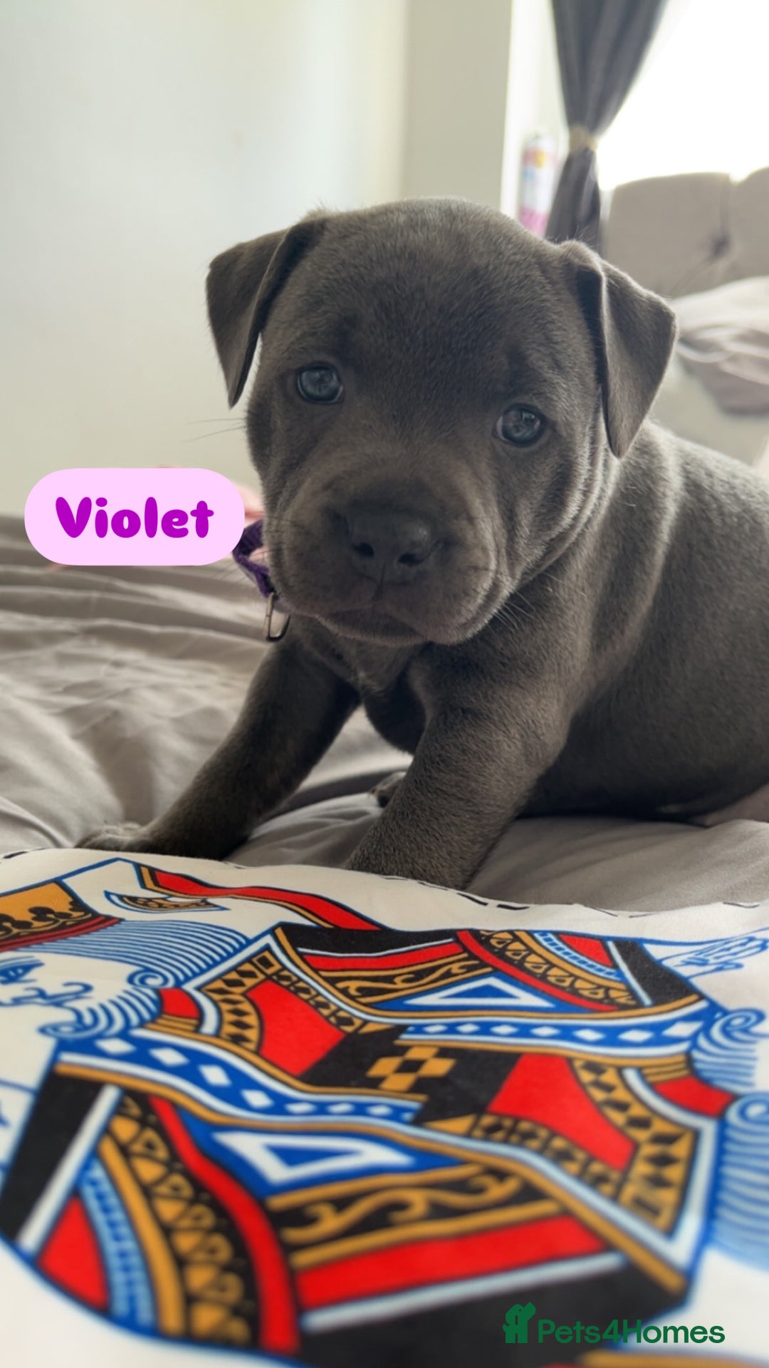 Staffordshire Bull Terrier dogs for sale: 1 Female Blue Staffordshire Bull Terrier - Image 3