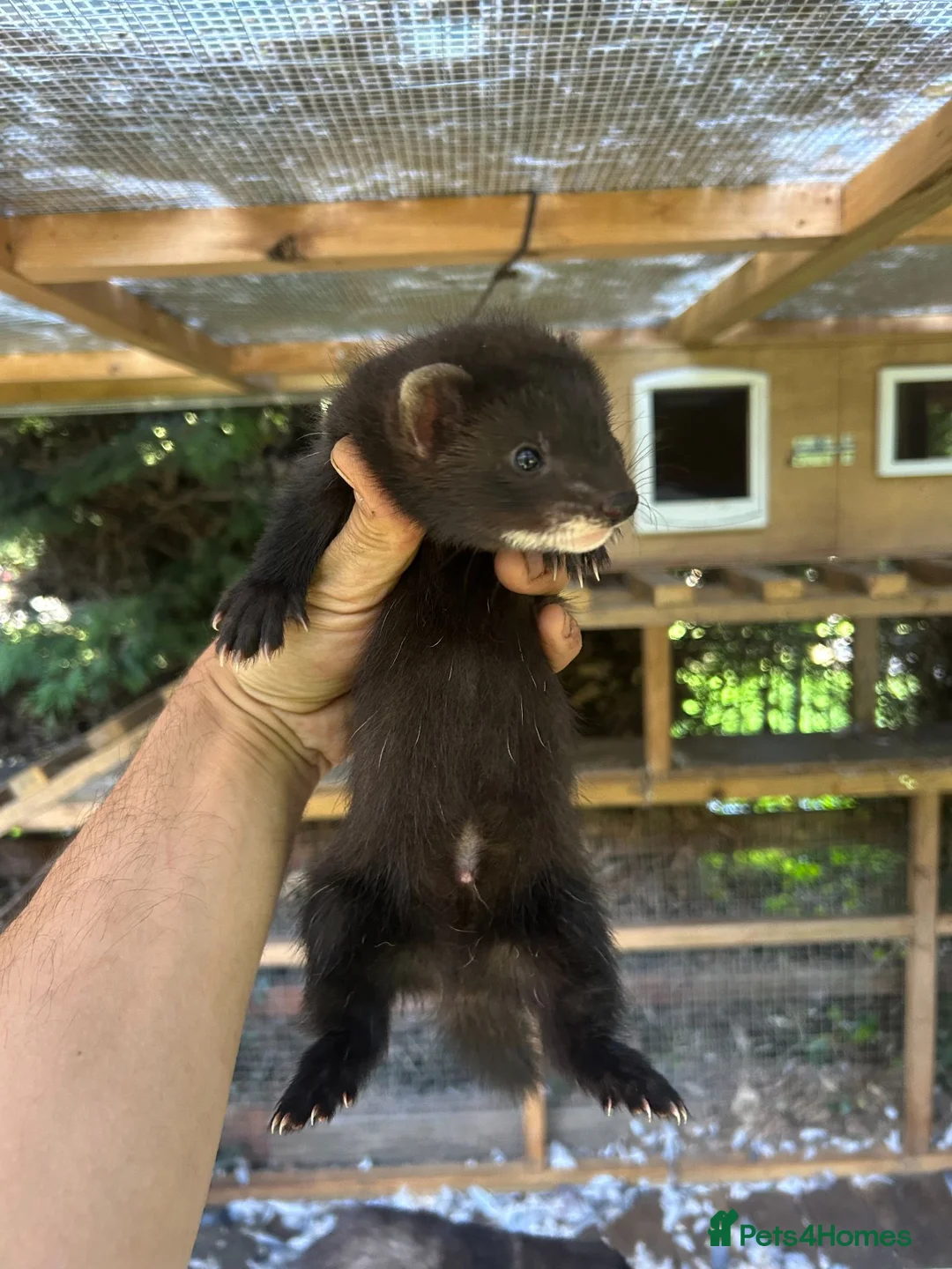 Ferret rodents for sale: Working EU X Ferrets in Harrogate - Advert 1