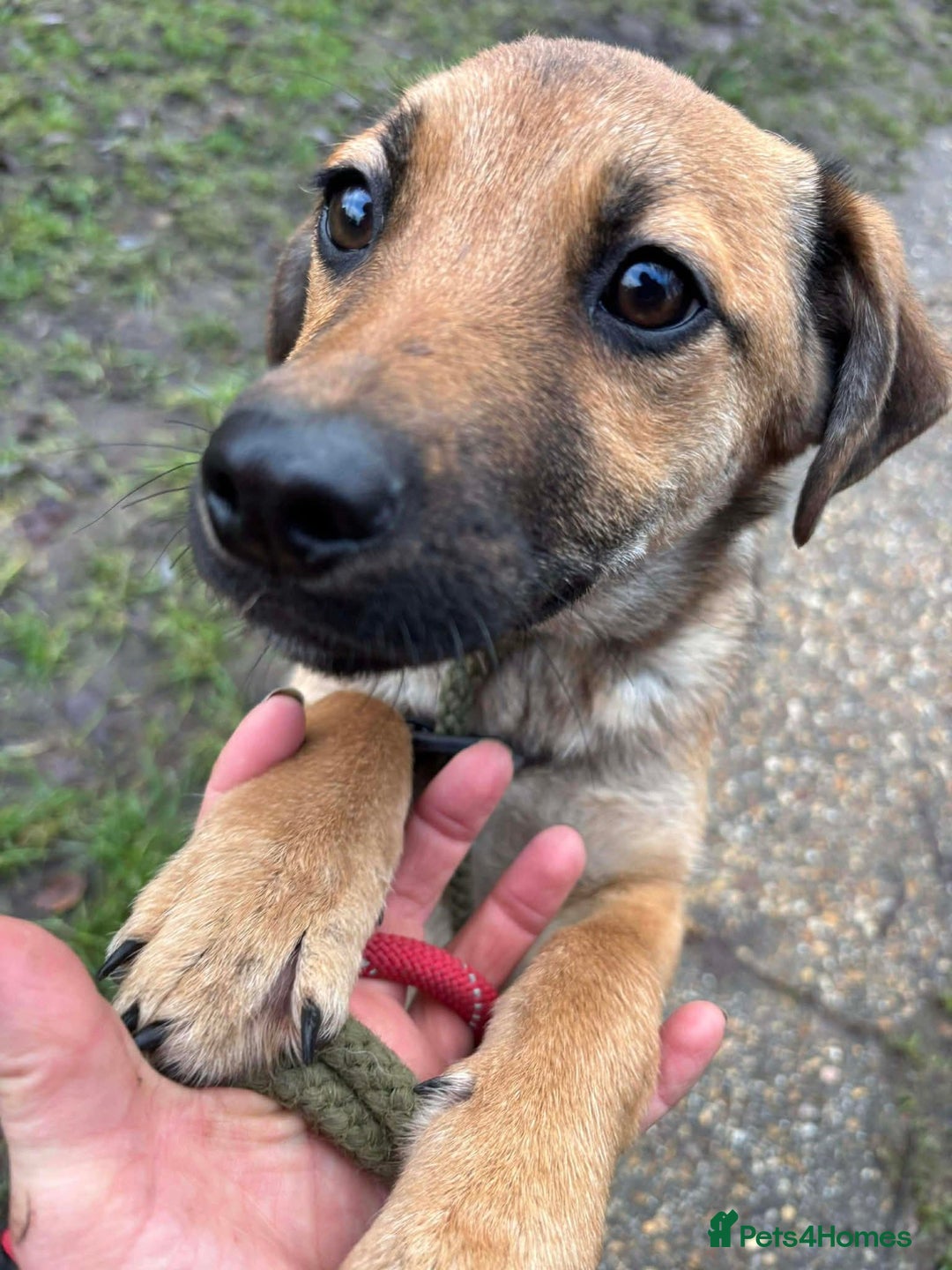 Mixed Breed dogs for adoption: 💕 Sora - Advert 5