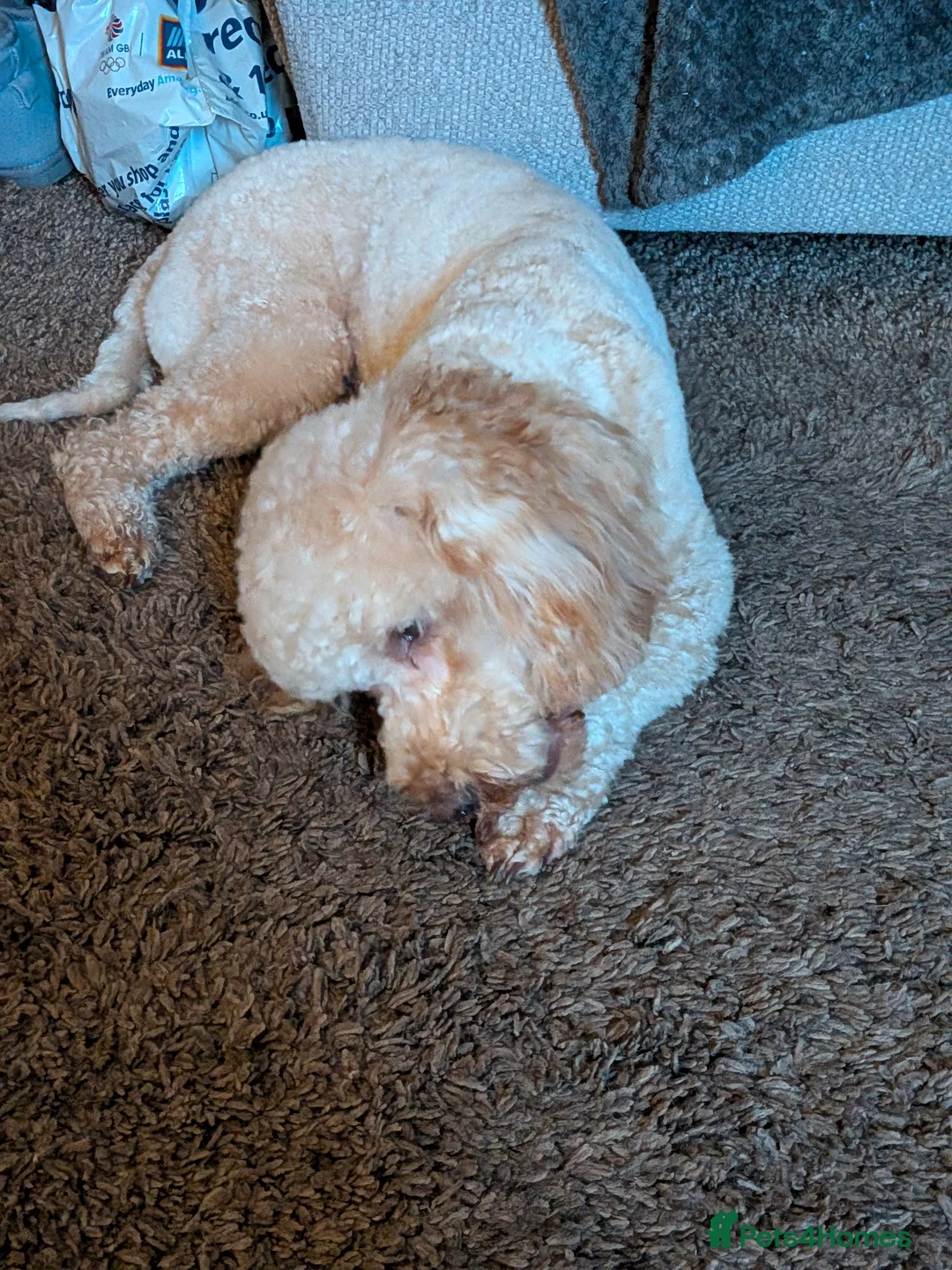 Cockapoo dogs for sale: Cockapoo in Callington - Advert 2