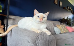 British Shorthair cats for sale: 2 Male British shorthairs. - Image 9