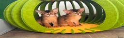 Abyssinian cats for sale: LAST TWO ABYSSINIAN MALE - Advert 12