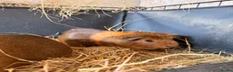 Guinea Pig rodents for sale: Female guinea pigs  - Advert 8