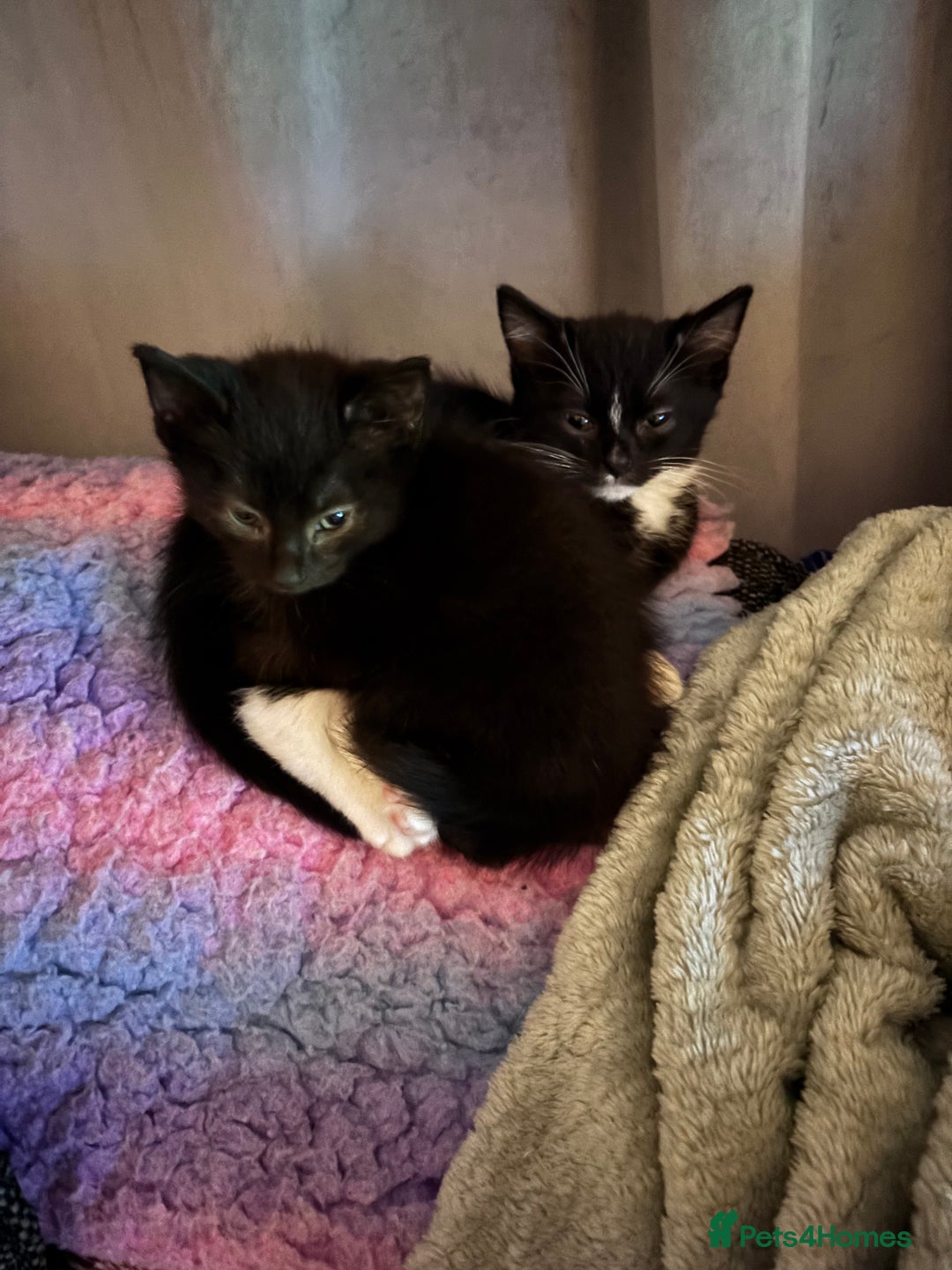 Mixed Breed cats for sale: READY NOW  - Advert 27