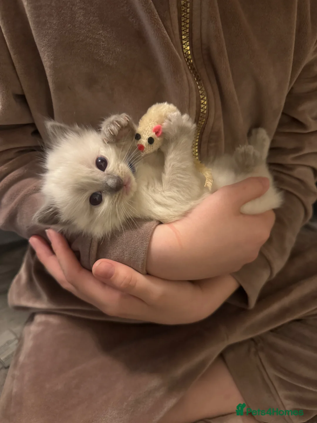 Ragdoll cats for sale: 🌸 Gorgeous Ragdoll Kittens 🌸 - Advert 8