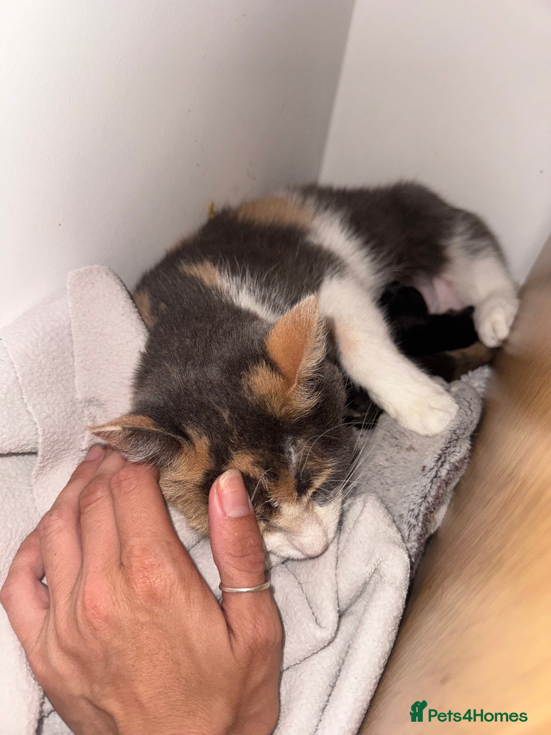 Domestic Shorthair cats for sale: 2 Male Long Hair Kittens - Image 6