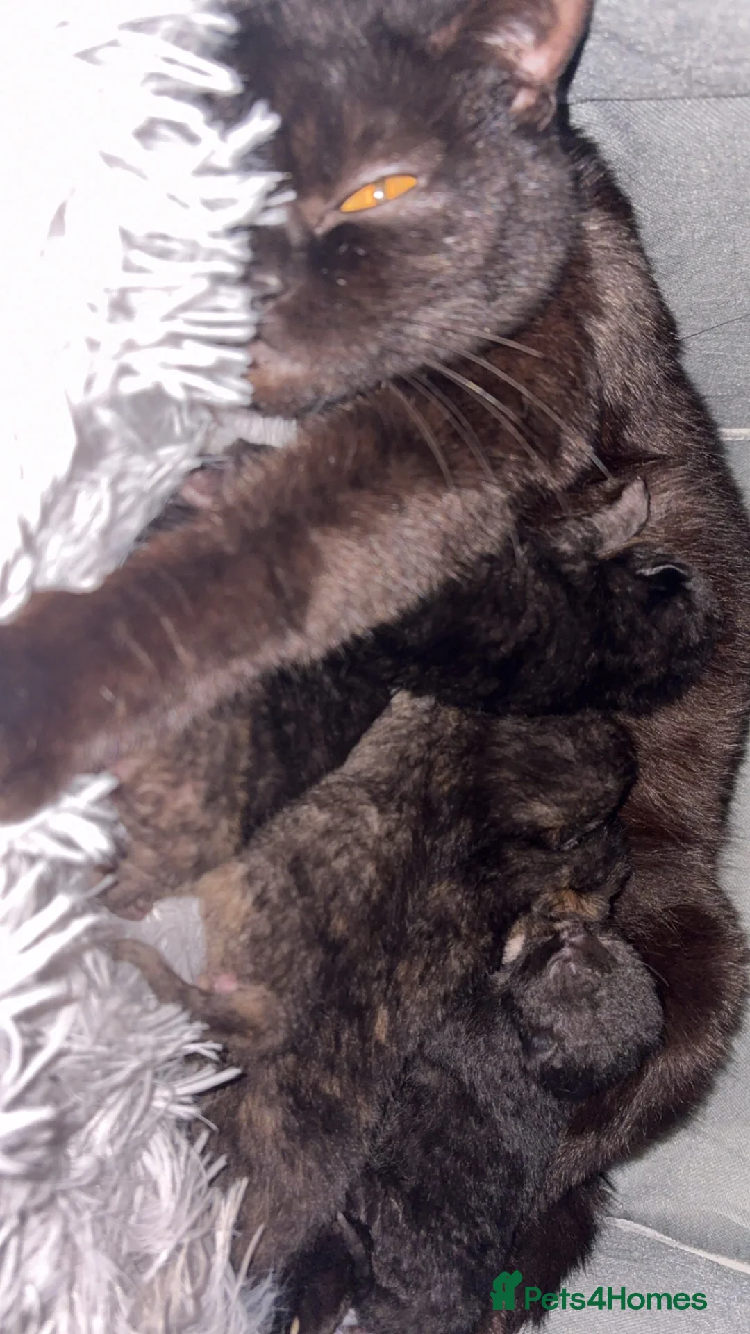 British Shorthair cats for sale: Male cat - mother is British shorthair  - Advert 3