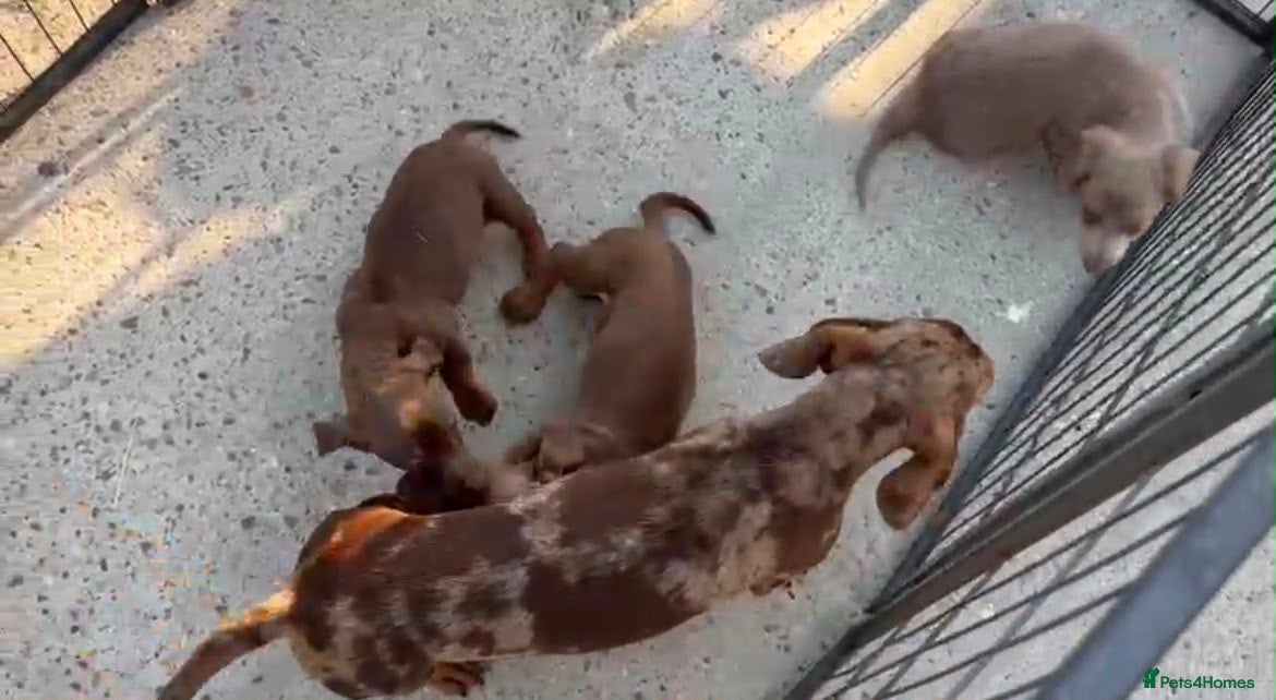 Miniature Dachshund dogs Dachshund - Advert 1