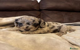 Cockapoo dogs for sale: Stunning cockapoo boys  - Image 8