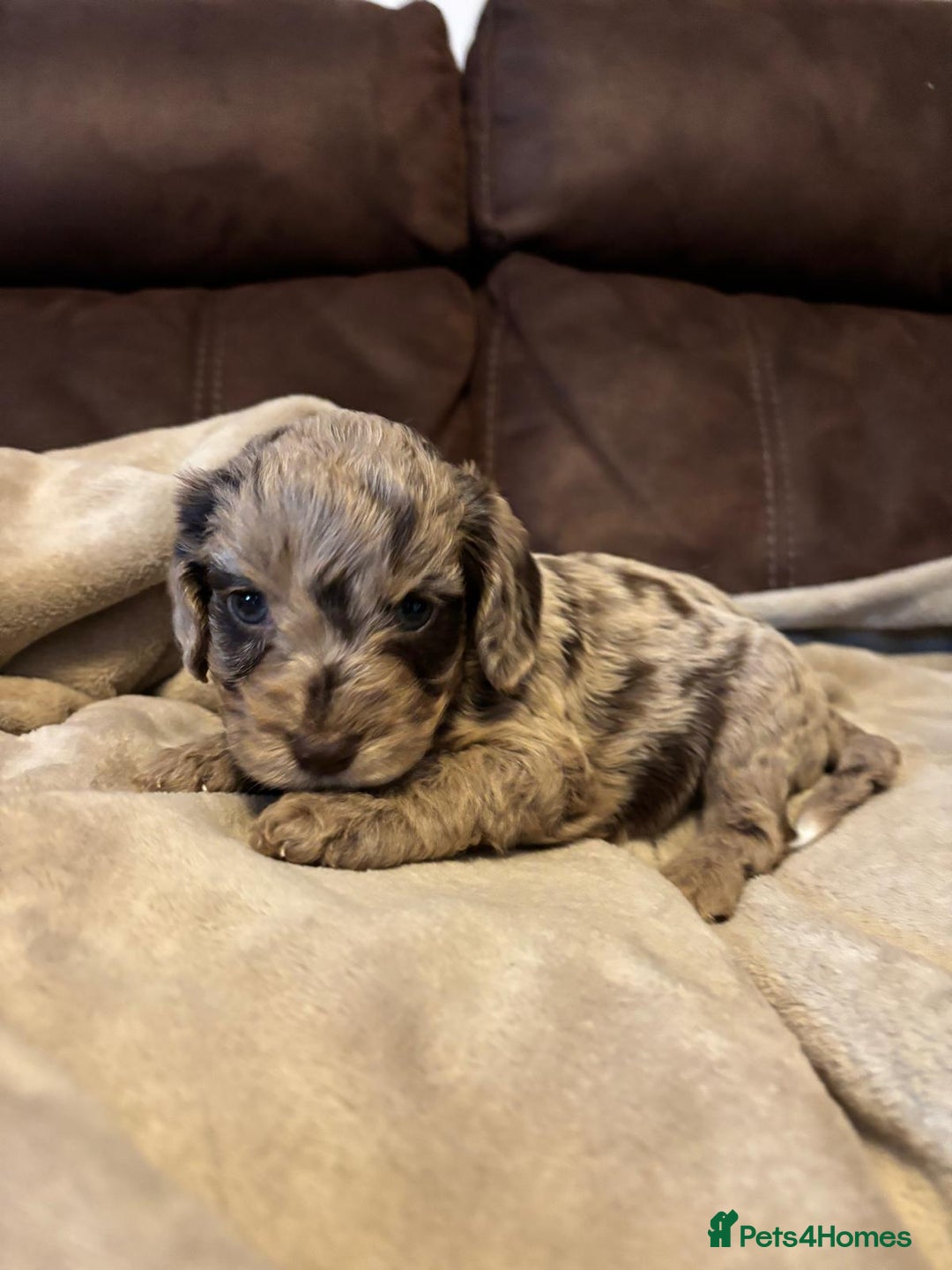 Cockapoo dogs for sale: Stunning cockapoo boys  - Image 8