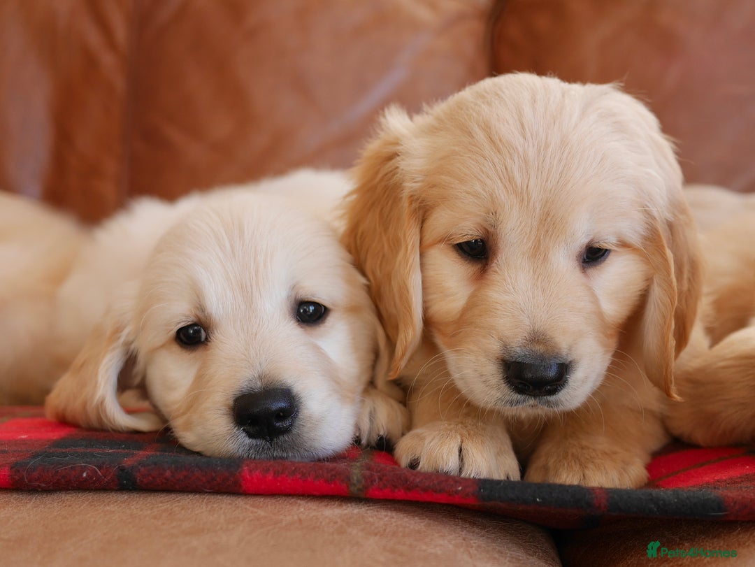 Golden Retriever dogs for sale: Stunning Health Tested Golden Retriever Puppies - Advert 10