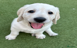 Labradoodle dogs for sale:  Unique,Exceptionally Bred F1 Labradoodles 🐾19/05 in Bristol - Image 4