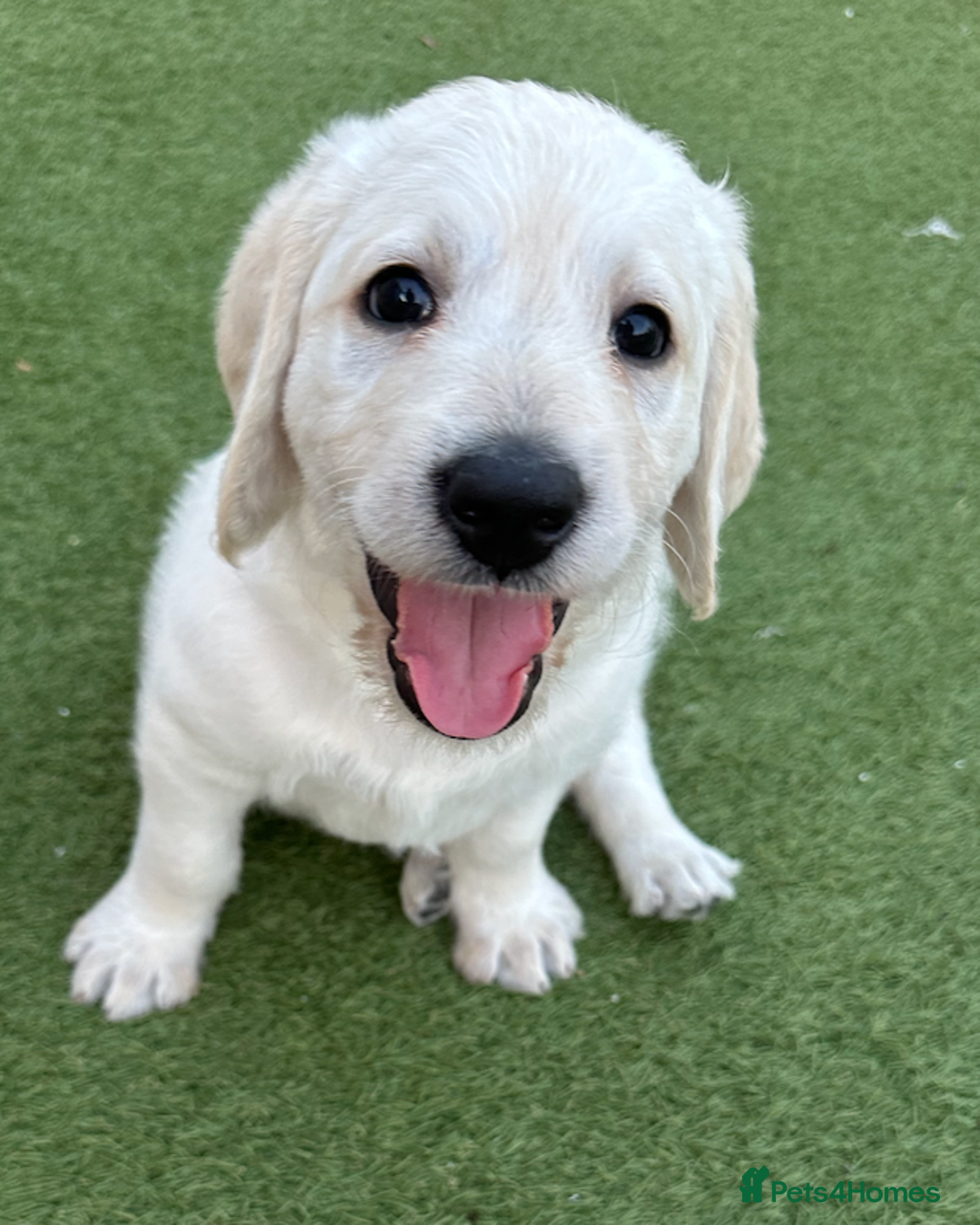 Labradoodle dogs for sale:  Unique,Exceptionally Bred F1 Labradoodles 🐾19/05 in Bristol - Image 4