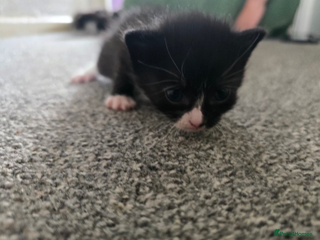 British Longhair cats for sale: 5 beautiful fluffy kittens – 4 girls, 1 boy - Image 13