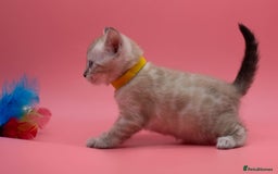 Bengal cats for sale: ✨ Snow Lynx Bengal Kittens – Ready to Reserve! ✨ - Image 10
