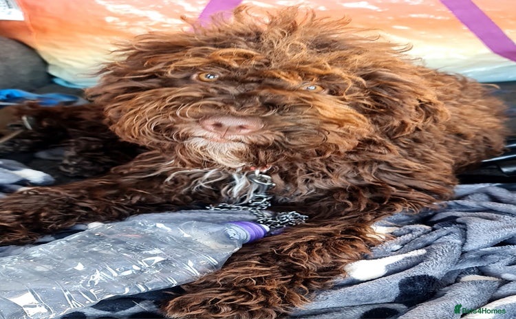 Lagotto Romagnolo dogs in London - Advert 1