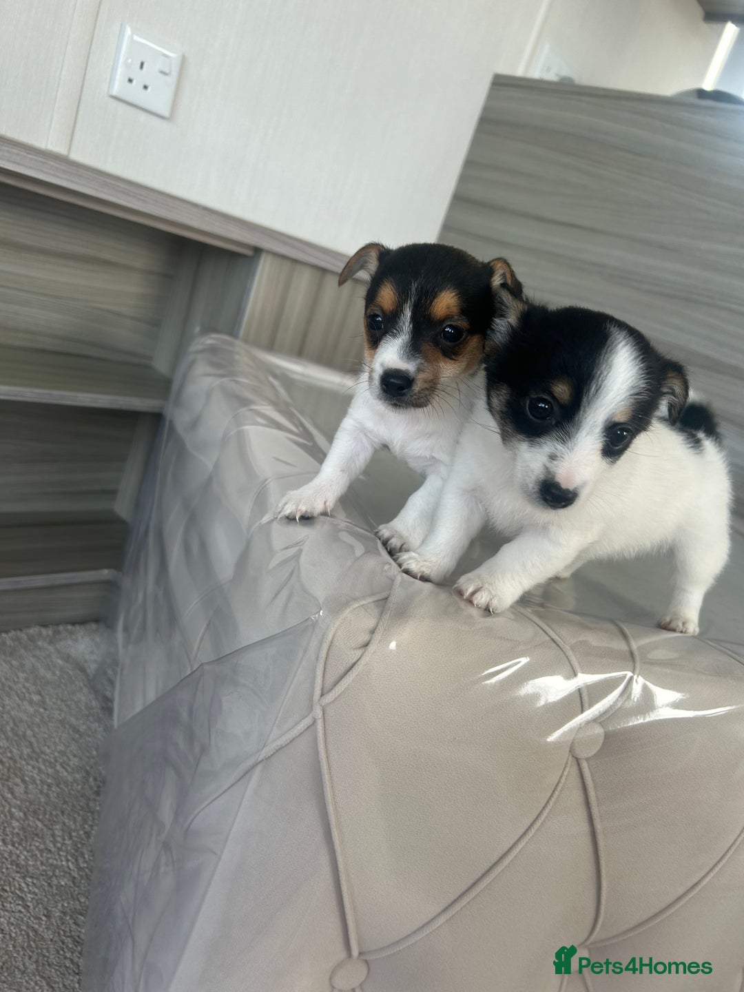 Jack Russell dogs for sale: Jack russel puppy’s  - Image 4