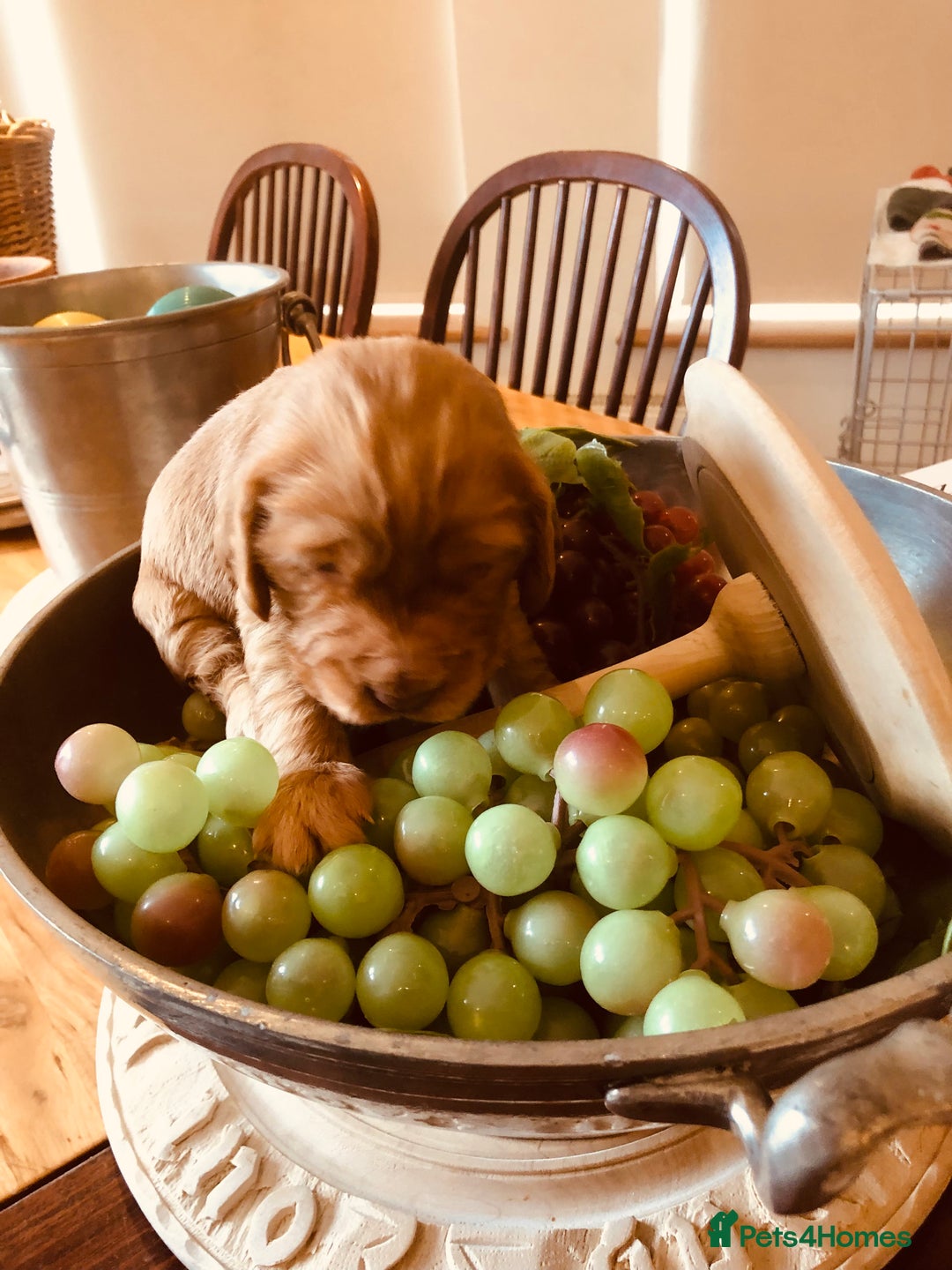 Cocker Spaniel dogs for sale: GORGEOUS COCKER SPANIEL PUPPIES - Advert 14