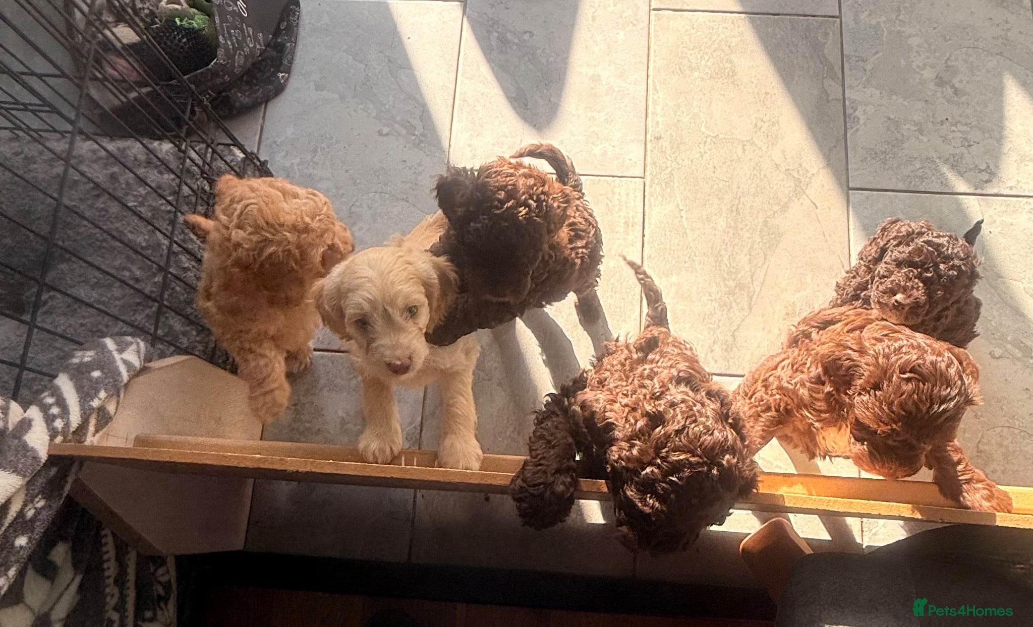 Cockapoo dogs Orla’s Beautiful Babies - Advert 2