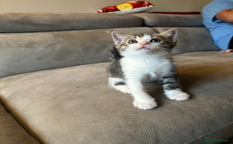 Domestic Shorthair cats - Advert 13