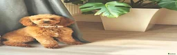 Cavapoo dogs for sale: STUNNING F1 CAVAPOO PUPPIES – CRUFTS SHOW-DOG SIRE - Advert 6