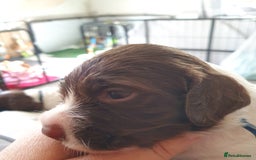 English Springer Spaniel dogs for sale:   English Springer Spaniel puppies  - Image 33