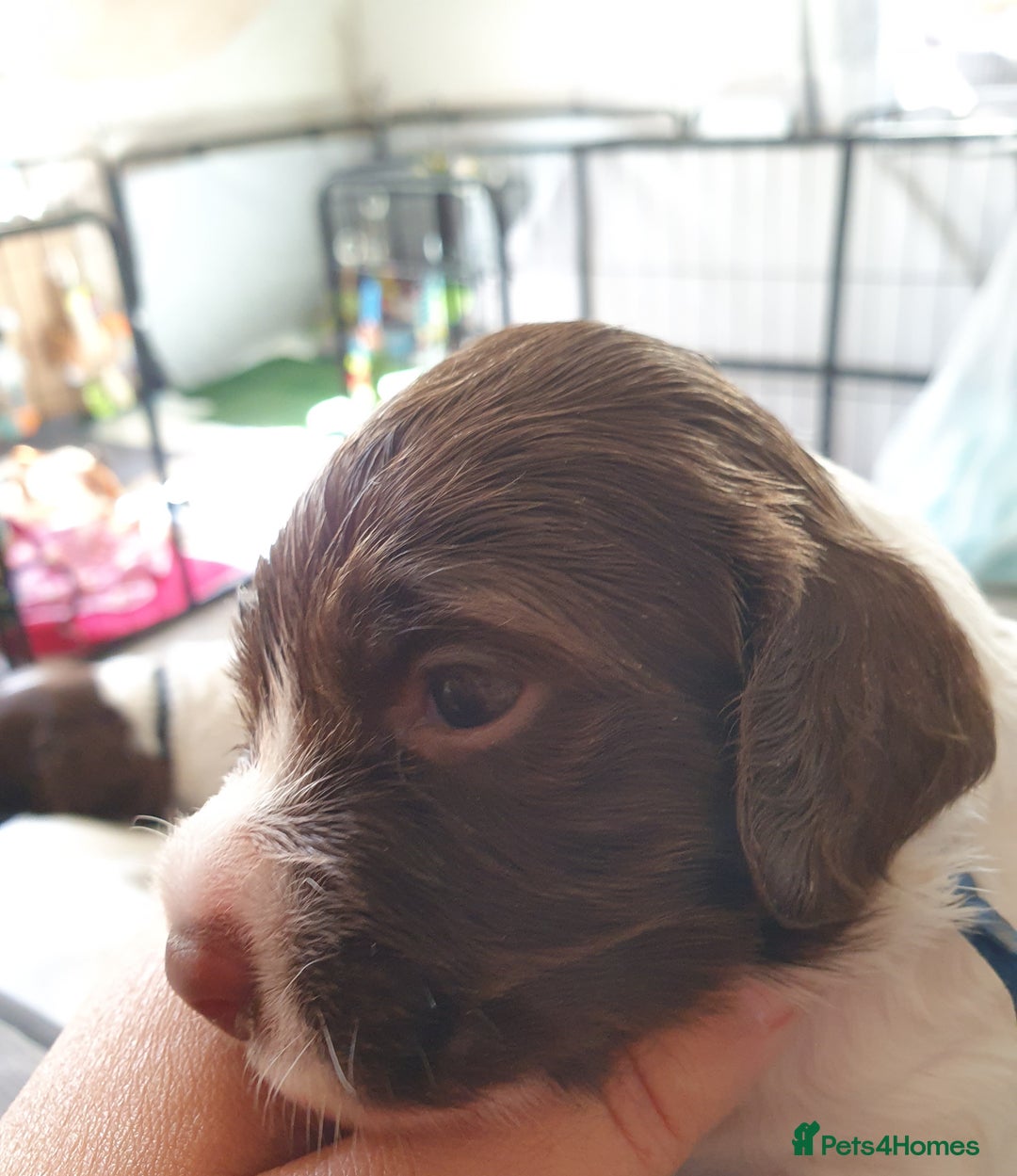 English Springer Spaniel dogs for sale:   English Springer Spaniel puppies  - Image 33