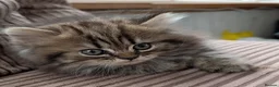 Mixed Breed cats for sale: Stunning BSH x Chinchilla Persian kittens Boy&Girl - Advert 11
